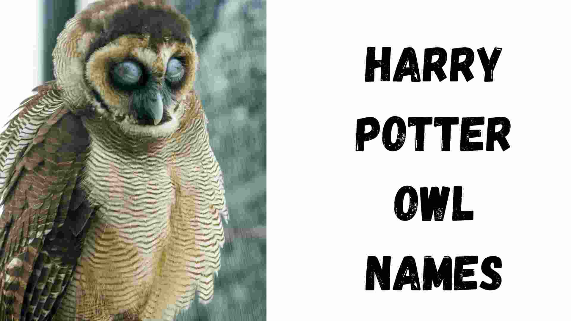  Harry Potter Owl Names Owls Of Harry Potter Names List 