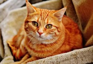 Two cats in New York tested positive for COVID-19